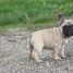 chiot-bouledogue-francais-a-donner