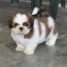 chiot-shih-tzu-a-donner