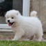 chiots-samoyede-a-donner