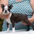 chiot-boston-terrier-a-donner