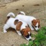 chiot-jack-russell-a-donner