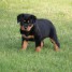 a-donner-chiot-rottweiler-lof