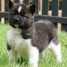 chiot-akita-americain-a-donner