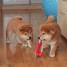 chiot-shiba-inu-a-donner