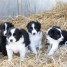 chiots-border-collie-a-donner