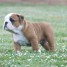 chiot-bulldog-anglais-a-donner