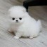 chiot-spitz-pomeranian-a-donner