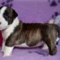 chiot-bull-terrier-a-donner