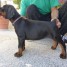 magnifique-chiots-dobermann-a-donner