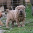 chiot-shar-pei-a-donner