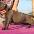 chiots-cane-corso-lof-a-donner