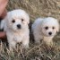 chiot-coton-de-tulear-lof-a-donner