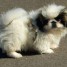 chiot-pekinois-lof-a-donner