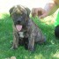 chiots-bullmastiff-lof-a-donner