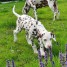 chiot-dalmatien-a-donner