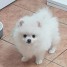 chiots-spitz-allemand-nain-a-donner