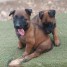 chiots-malinois-a-donner