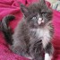 chatons-maine-coon-a-donner