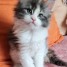 chatons-maine-coon-a-donner