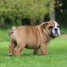 chiot-bulldog-anglais-a-donner-contacte-jessicapessine3-gmail-com