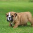 chiot-bulldog-anglais-a-donner-contacte-jessicapessine3-gmail-com