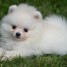 chiot-spitz-pomeranian-a-donner-contacte-clementmichel453-gmail-com