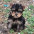 chiot-yorkshire-a-donner-contacte-duboisfaure71-gmail-com