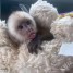 cute-little-female-capuchin