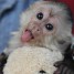 capuchin-monkeys-for-adoption