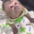 marvelous-capuchin-monkeys-for-sale