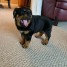 offre-d-urgence-une-femelle-rottweiler