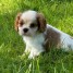 chiots-cavalier-king-charles-disponible