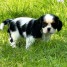 chiots-cavalier-king-charles