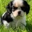 chiots-cavalier-king-charle