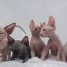 chatons-sphynx-disponibles