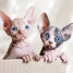 chatons-sphynx-disponibles