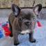 jolis-bleu-chiots-bouledogue-francais-a-vendre