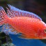 cichlides-aulonocara-fire-fish-dragon-blood