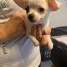 adorable-chiot-chihuahua