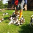 chiots-beagle-eleves-en-famille-a-vendre