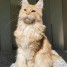 magnifique-chaton-maine-coon-male-a-donner