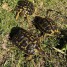 tortue-de-terre