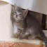 donne-chatons