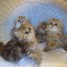 5-chatons-persans-recherche-famille-aimante