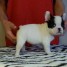 jolie-chiot-bouledogue-francais-a-donner