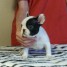 jolie-chiot-bouledogue-francais-a-donner