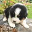 chiot-berger-australien-a-donner