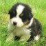 chiot-berger-australien-a-donner