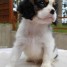 magnifique-chiot-cavarlier-charles-kings-a-donner