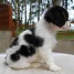 magnifique-chiot-cavarlier-charles-kings-a-donner